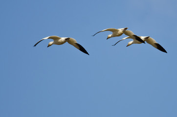 Three Snow Geese Flying in a Blue Sky