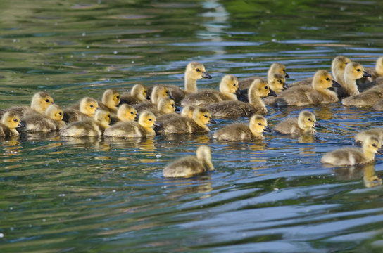 Group of Adorable Little Goslings Swimming in the Pond