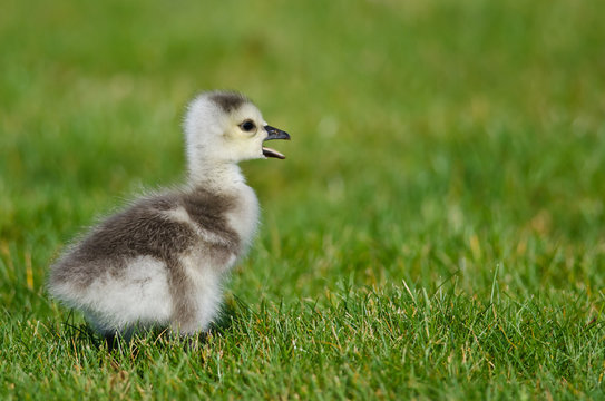Adorable Little Gosling Calling in the Green Grass