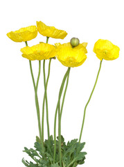 Yellow blossoms of poppy plant, isolated