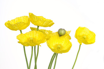 Fototapeta premium Yellow poppies, isolated