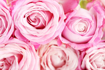 Fototapeta na wymiar beautiful pink roses background, close up