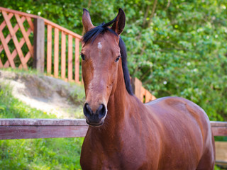 sorrel horse