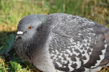 Gołąb