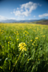 Mustard Stretches into the Distance