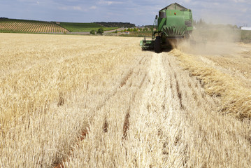 Fototapeta na wymiar Harvesting barley