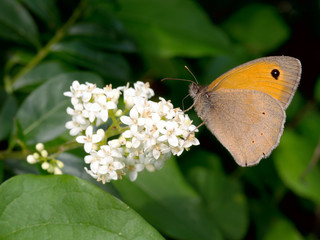 Obraz premium Maniola jurtina, Meadow brown butterfly feeding.