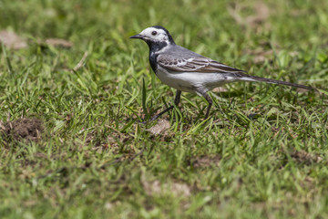 Bachstelze (Motacilla alba)