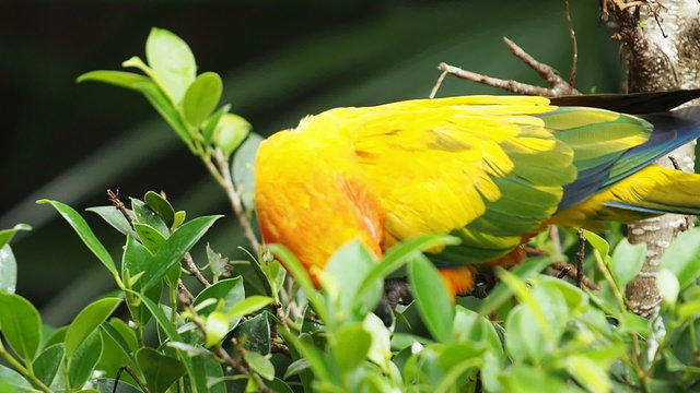 Close up Cute Sun Conure parrot bird.
