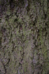 Douglasienrinde