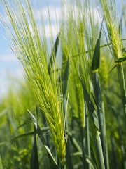 Getreide in der Sonne 