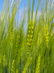 Getreide auf dem Feld 