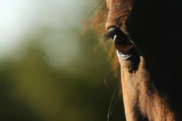 Gordijnen Paardenoog © Nadine Haase
