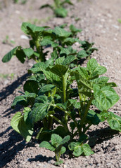 Potato plant with green leaves in vegetable garden.