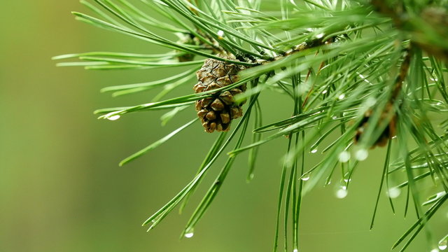 Branch of a pine tree with rain drops
