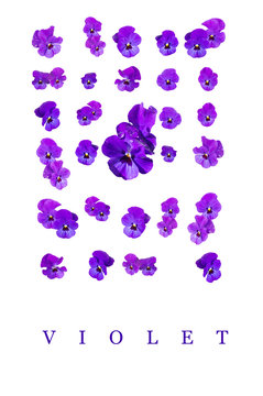 Blue Pansies