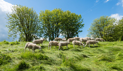 Small flock of sheep grazing on the dike