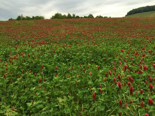 rote Blumenwiese