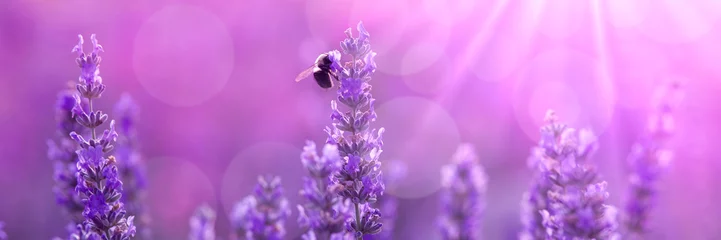 Crédence de cuisine en verre imprimé Lavande Bee on lavender