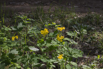 Plants in an unusual form.