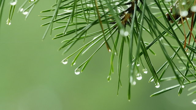 Branch of a pine tree with rain drops

