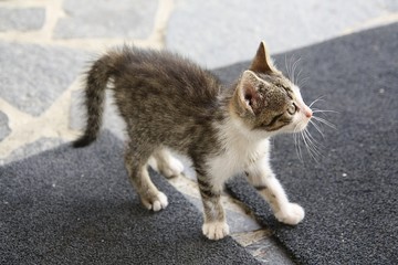 Koty - Cat