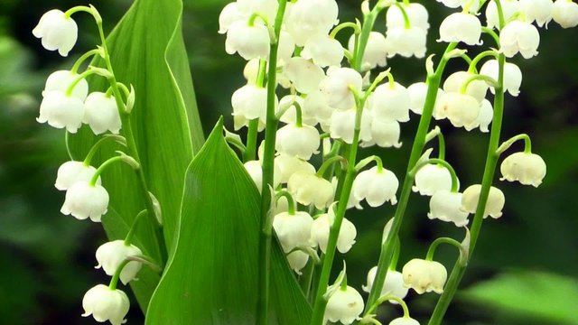Flowers of Lily of the Valley
