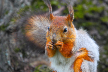 Forest wild squirrel with a nutlet in pads.