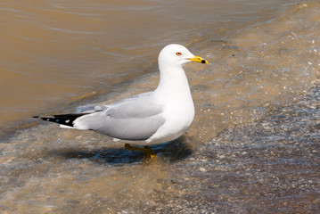 Seagull stepping from water onto beach.