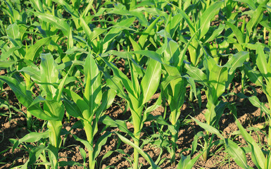 Obraz premium Corn Field