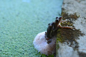 Frog spawn