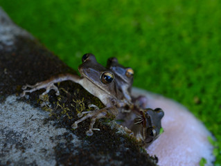 Frog spawn