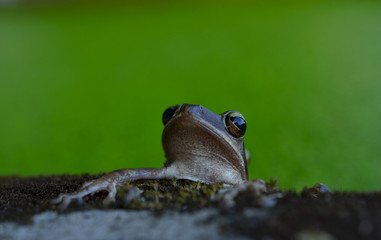 Frog