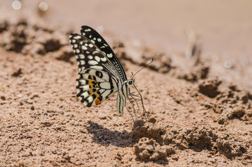 butterfly