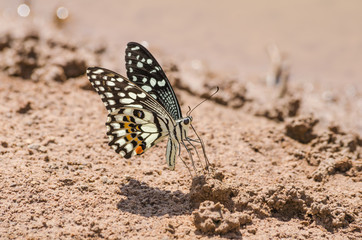 butterfly