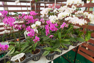 Orchids in pots