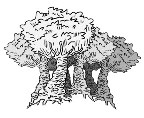 tree illustration