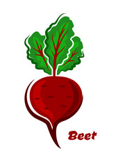 Fresh isolated cartoon beet vegetable
