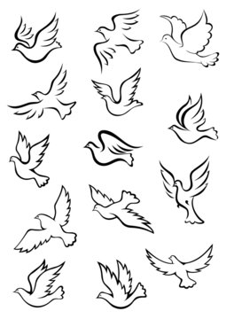 Outline graceful dove and pigeon birds