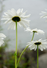 The other side of daisies in Discovery Park