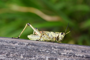 Heuschrecke Romalea microptera