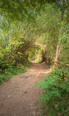 Fototapeta premium Country road through the forest.