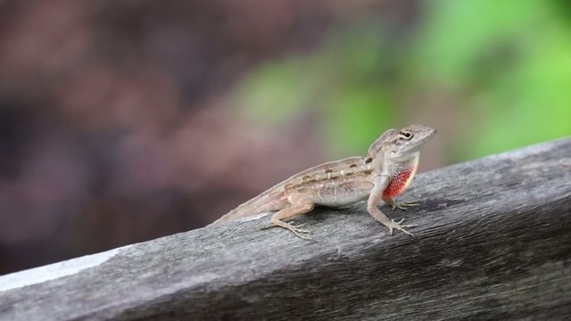 Bahamaanolis Norops  sagrei