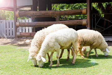 Fototapeta premium Kerry Hill sheep Eat grass in your fields