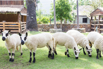 Kerry Hill sheep Eat grass in your fields