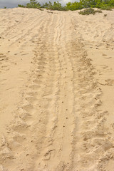 Trail of a Turtle after laying Its Eggs