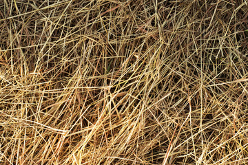 Brown straws on ground 1