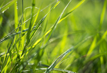 Green clover 