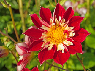 Dahlie