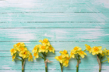 Background with fresh  yellow narcissus